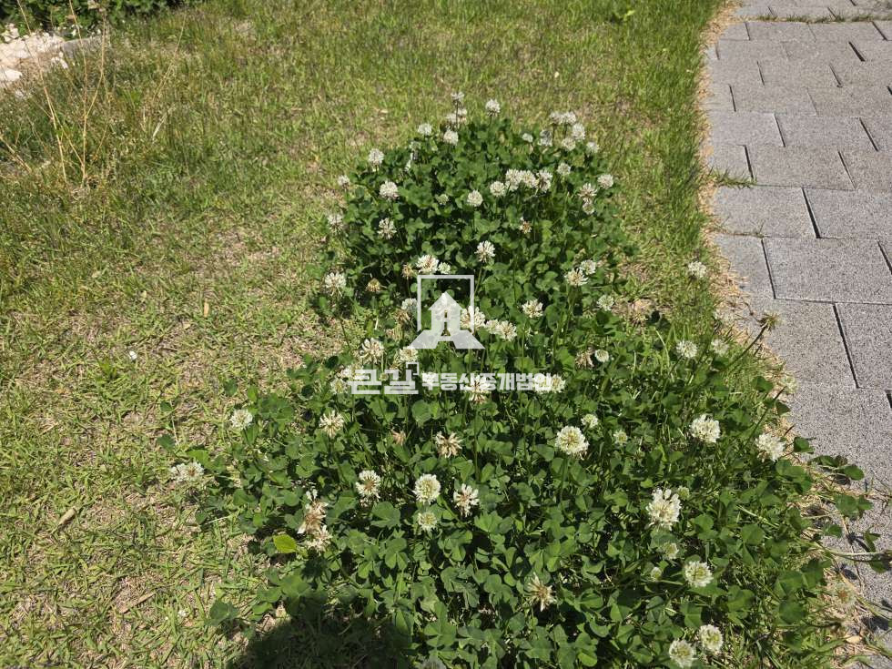 경기 김포시 하성면 석탄리 하성면 잔디마당넓은 애견까페임대 월세 매물번호 12803 사진 4